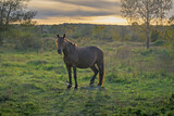 Fototapeta Konie - A tied horse in the meadows. Horse on the farm at sunset.