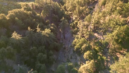 Sticker - Aerial view of Angeles National Area, drone flying over Mt. Wilson, mountain range and dense forest