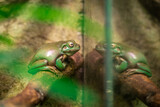 Fototapeta  - grupa zielona żaba w akwarium