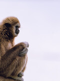 Fototapeta Pomosty - zamyślona siedząca małpa - białe tło