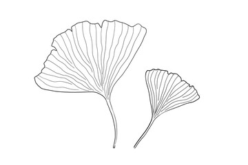 Ginkgo biloba Japanese plant. Vector illustration.