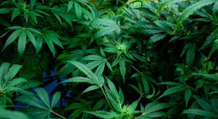 Fotobehang - closeup nature view of marijuana cannabis leaf background