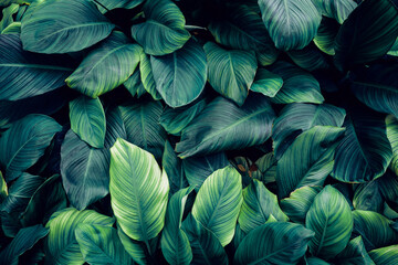 Poster - Full Frame of Green Leaves Pattern Background, Nature Lush Foliage Leaf Texture, tropical leaf