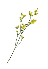 Wall Mural - Twig of yellow limonium flowers isolated