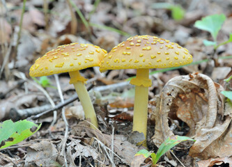 Wall Mural - Poisonous mushrooms fly-agaric (Amanita flavipes)