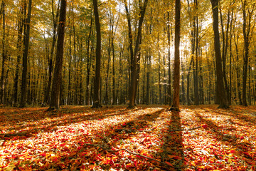 Poster - Beautiful autumn park. Forest in Autumn