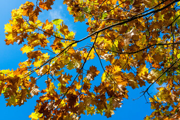 Wall Mural - northern red oak tree branch with its brown and yellow leaves in golden autumn fall colour in novemb