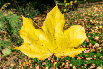 Wall Mural - acer leaf background which has yellow leaves in the golden autumn fall colour in november, stock pho