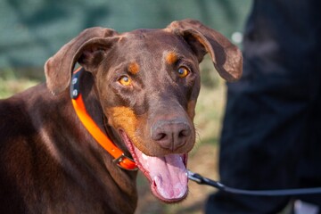 pet dogs competitions of skill and obedience