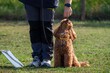 © francescodemarco - pet dogs competitions of skill and obedience