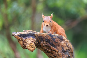 Wall Mural - Portrait of a red  squirrel