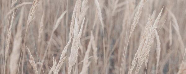 Wall Mural - Pampas grass in autumn. Natural background. Dry beige reed. Pastel neutral colors and earth tones. Banner. Selective focus. Banner