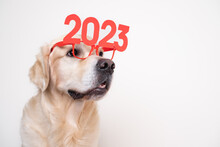Dog In Glasses 2023 For The New Year. Golden Retriever For Christmas Sitting On A White Background With Red Glasses. Postcard With Space For Text For The New Year With A Pet.