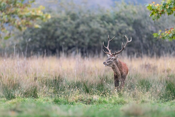 Wall Mural - Under the rain, fine art portrait of Red deer male (Cervus elaphus)