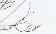 Abstract natural photo with dry branches over white