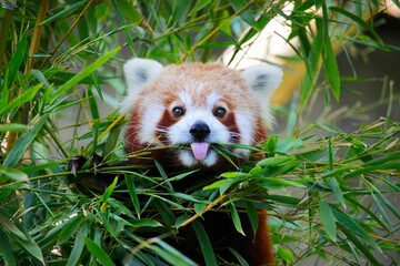 Wall Mural - A cute red panda sticks out its tongue while eating bamboo