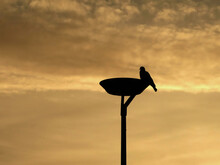 Silhouette Of A Pigeon Bird Standing On A Street Lamp In The Morning At Sunrise