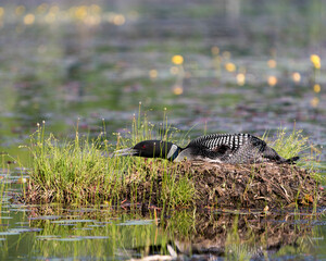 Wall Mural - Common Loon Photo. Sitting and guarding the nest in the marsh water with blur background in its environment and habitat surrounding. Image. Picture. Portrait.