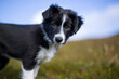© Westend61 - Black border collie puppy at meadow