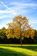 © Westend61 - View of single tree in autumn