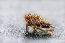 Nymphe Der Echten Käferzikade (Issus Coleoptratus)
Ein Wunder Der Natur