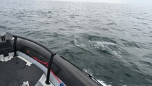  Pacific Common Dolphins Cavorting On Surface By Small Boat.