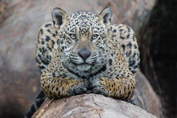 Wall Mural - Jaguar (Panthera onca) resting in the Northern Pantanal in Mata Grosso in Brazil