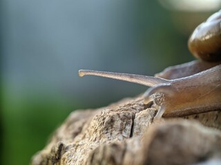 Wall Mural - Macro shot of a snail on a stone