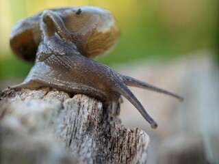 Wall Mural - Macro shot of a snail on a stone