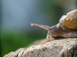 Wall Mural - Macro shot of a snail on a stone