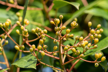 Sticker - baies de photinia