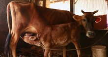 Aggressive Calf Sucks Milk From Cow,brown Cow Feeds Baby