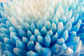 Blue and white chrysanthemum head flower in close up.   Floral pattern, object. Flat lay, top view.