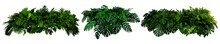Tropical Leaves Of Asia Panorama Isolated On White Background,clipping Path Included.