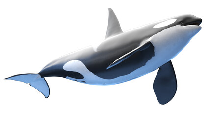 killer whale