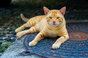 Canvas Print - Cute ginger cat laying outside on the ground on the blurred background