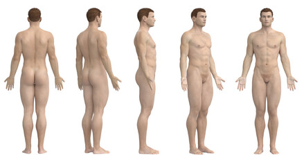 3d rendered medical illustration of the male body