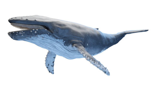 whale anatomy
