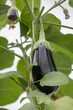 Reife Aubergine an Auberginenpflanze