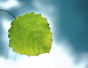 Poster - Green poplar leaf on the background of the blue sky