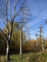 Electric Power Line Pylons And Dry Bare Birch Tree In Park On Blue Sky Background At Autumn . Natural Industrial Landscape