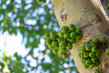 Wall Mural - fresh organic ficus racemosa fruit wild plant circle shape green color hanhing on tree in botany garden.