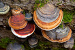 Fomitopsis pinicola, is a stem decay fungus common on softwood and hardwood trees. Its conk (fruit body) is known as the red-belted conk. Several lined caps on a rotten tree trunk seen from above.