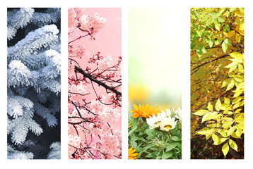 Wall Mural - Four seasons of year. Set of vertical nature banners with winter, spring, summer and autumn scenes