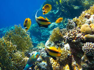 Chaetodon fasciatus or Butterfly fish in the expanses of the coral reef of the Red Sea, Sharm El Sheikh, Egypt