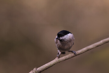 Wall Mural - Marsh tit on a branch, on a blurred brown background..