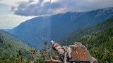 Fototapeta Na drzwi - Panoramic view of alpine valley on hiking trail leading to Mount Olmypus, Macedonia, Greece, Europe. Fallen tree with butterfly painting on tree trunk. Forest in summer covered in morning clouds