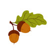 Branch of acorn fruits and leaves, tree leaf, oak autumn leafage cartoon icon. Vector herbarium, autumn leafage foliage symbol. English oak fall leaf