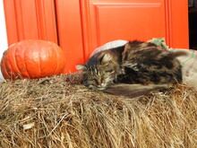 Helloween Cat Sleeping On The Hay Near The Pumpkin