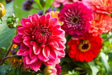 Wall Mural - red and pink  dahlia - bouquet of autumn flowers - greeting card